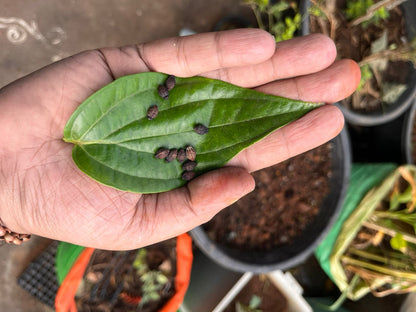 4’O Clock Flower Seeds (Evening Bloomers)
