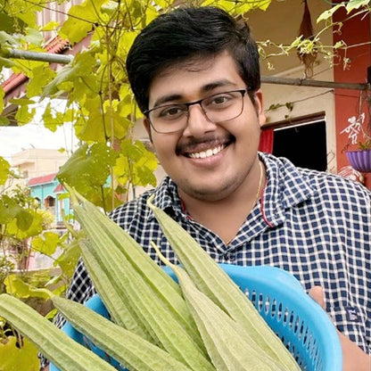 Ridge gourd seeds (Beera) Hybrid