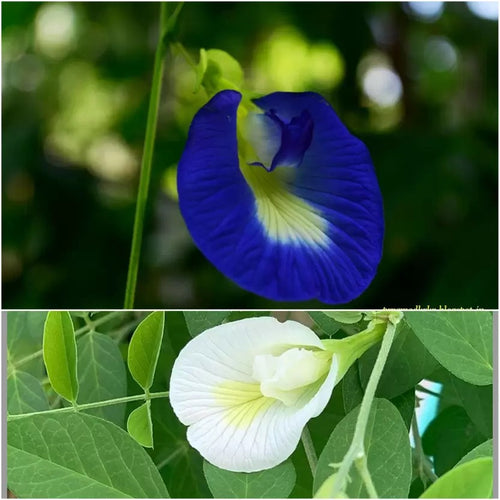 Aparajitha / Shanku Pushpi Seeds(Mixed)