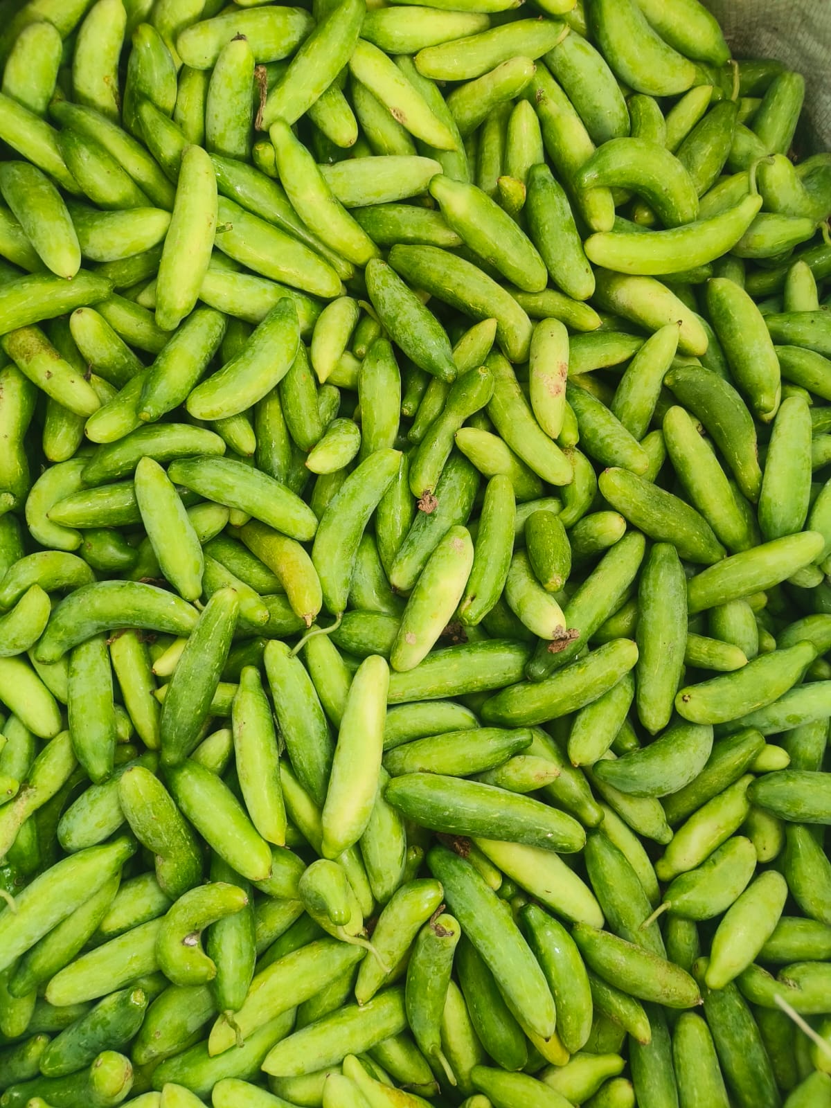 Ivy gourd plants (Pencil దొండ మొక్కలు)- 2 plants (Free Shipping)