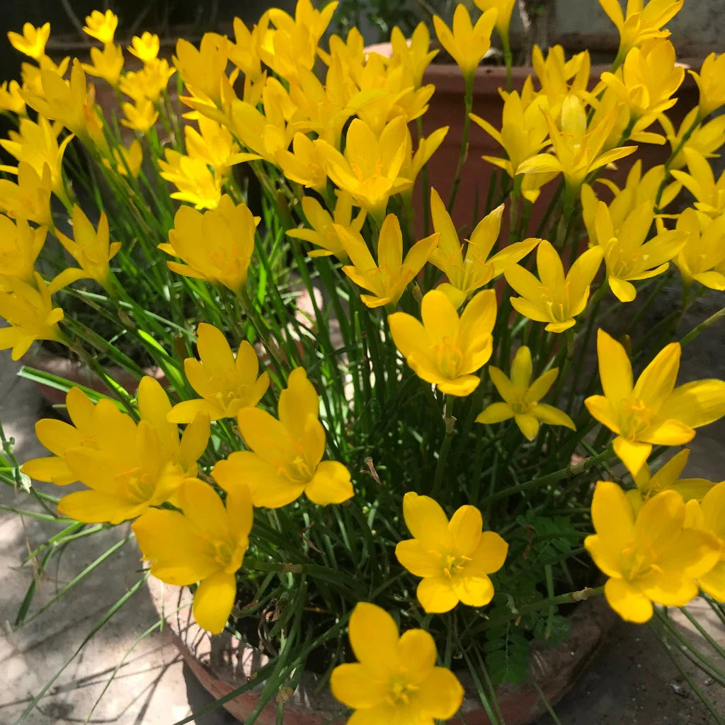 Rain Lily Yellow Flower Bulb  | Qty: 01 Bulb