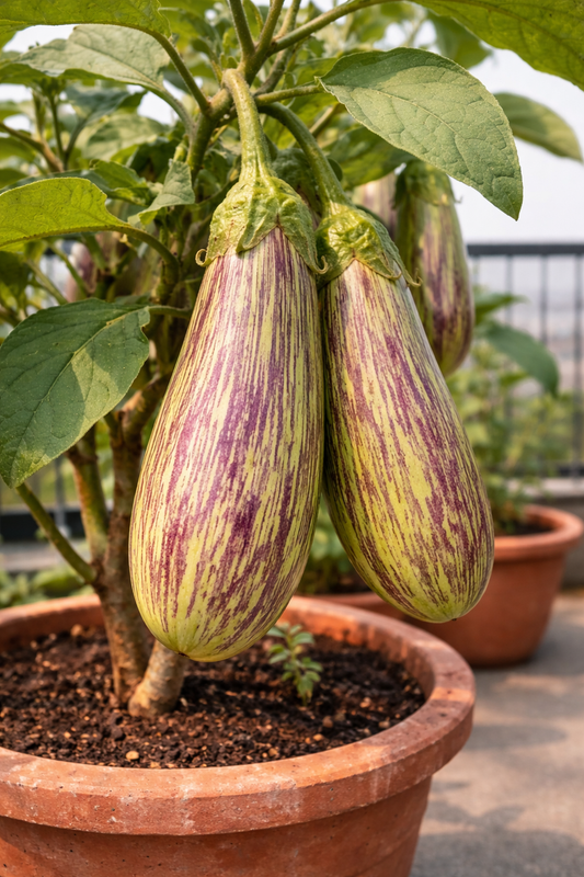 Long Purple Striped Brinjal Seeds (Shivlaheri Type)