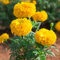 Yellow Marigold flower seeds