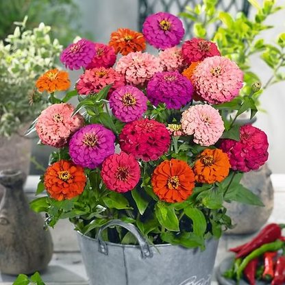 Zinnia Flower dwarf mix