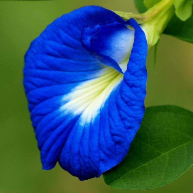 Aparajitha/Shanku flowers blue Single petal seeds