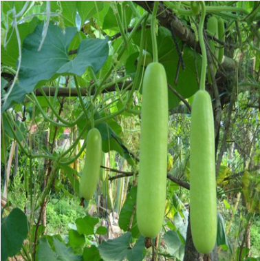 Bottle gourd (long)