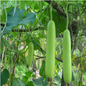 Bottle gourd (long)