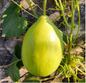 Bottle-gourd-round