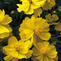 Cosmos Yellow flower seeds