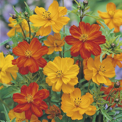 Cosmos Ladybird Mix Flower Seeds – A Vibrant Garden of Colorful Blooms