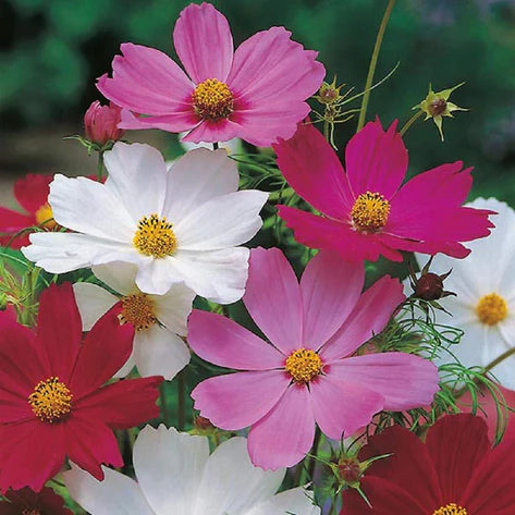 Cosmos Sensations