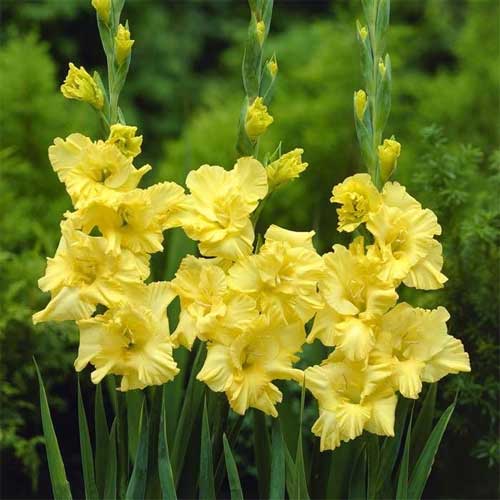 Gladiolus Yellow Flower Bulb | Qty: 01 Bulb