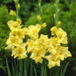 Gladiolus Yellow Flower Bulb | Qty: 01 Bulb