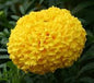 tennis ball marigold seeds