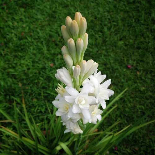 🌼 Rajinigandha Double Petal Bulb – Highly Fragrant Tuberose Flower | 1 Bulb