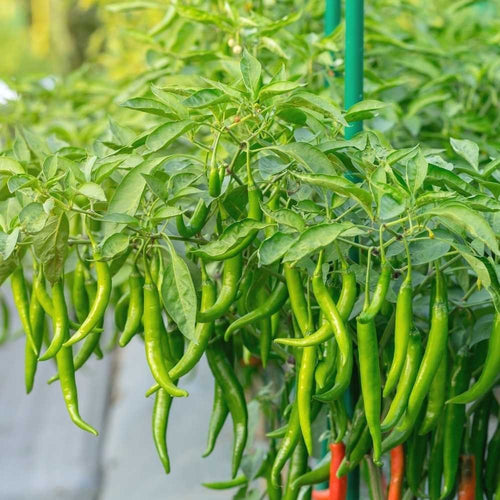 Chilli/Mirchi  seeds high yield