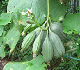 Gutti Beera / Cluster Ridge gourd