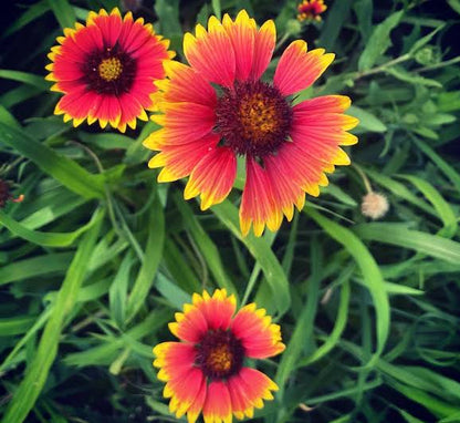 Gallardia flower seeds