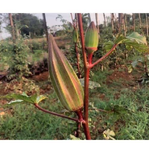 Double colour Bendi / Okra Open pollinated