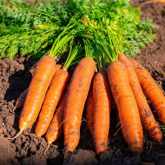 Carrot Seeds