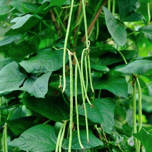 BARBATI (CowPea seeds)