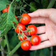 Cherry Tomato Seeds