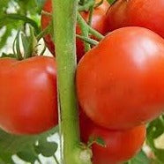 Tomato seeds
