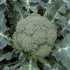 Broccoli Hybrid Seeds – High-Yield, Nutrient-Rich Harvest!