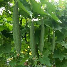 Sponge Gourd / నేతి బీర Seeds