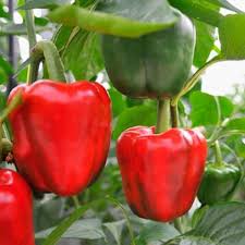 Red Capsicum