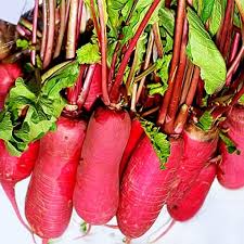 Red Radish