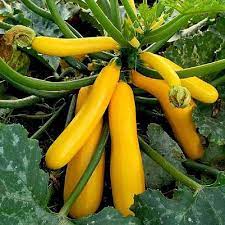 Yellow Zucchini