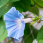 Morning Glory Sky blue Seeds