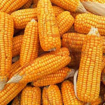 Desi Corn Seeds