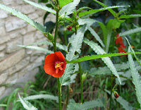 Mankena / Scarlet Mallow Flower Seeds