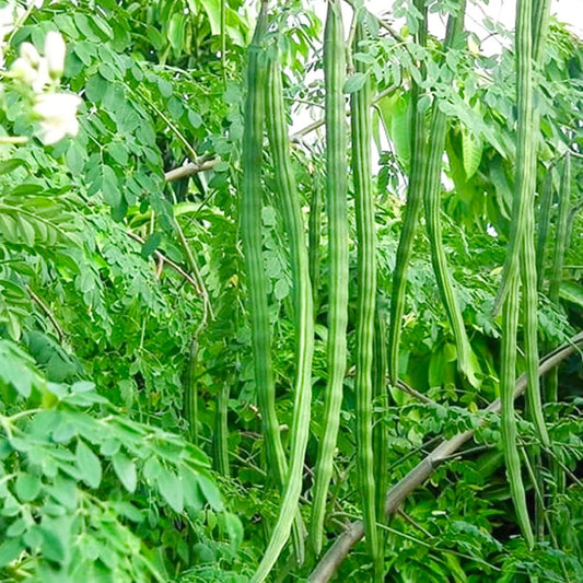 Drumstick Seeds