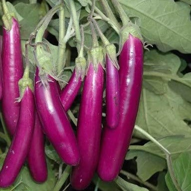 purple long brinjal 