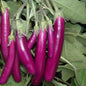 purple long brinjal 