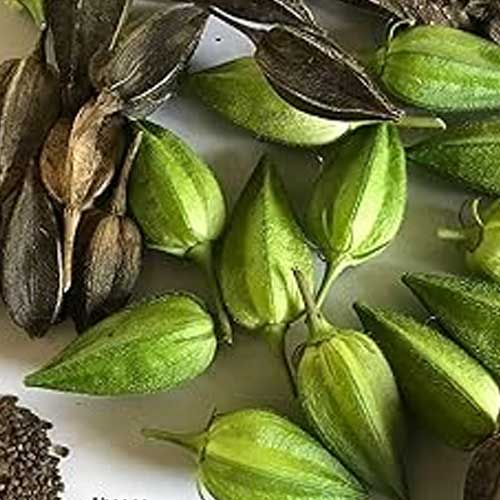 Kasturi Benda Small Seeds