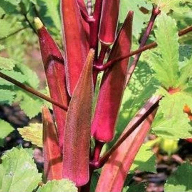 Red Bendi / Red Okra