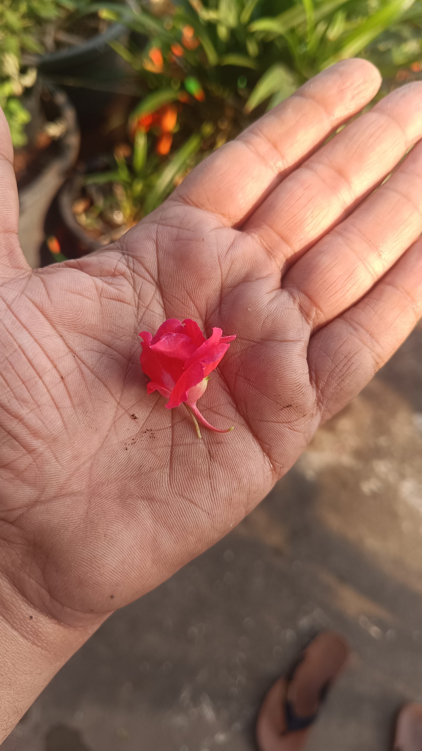 Red Balsam Flower seeds