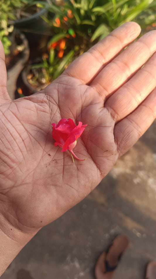 Red Balsam Flower seeds