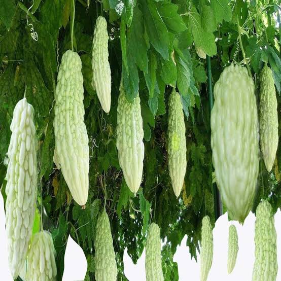 White bitter gourd seeds