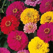 Zinnia Flower Seeds mix