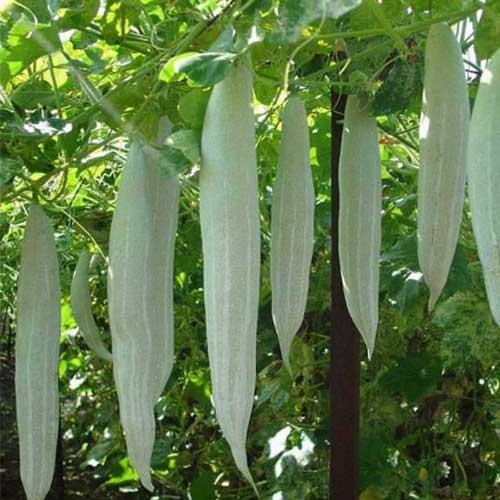 Snake Gourd 28-30 cm Long Variety 🌱