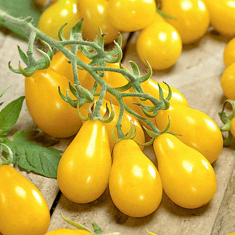 Yellow Grape tomato Seeds