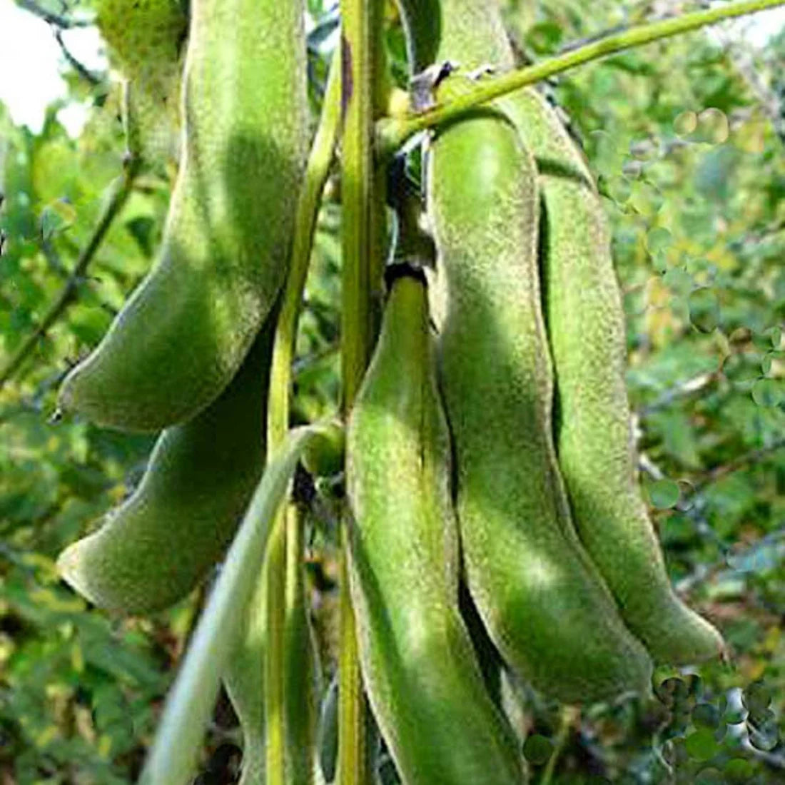 Velvet Beans - 5 Seeds