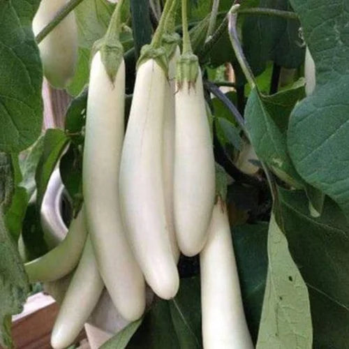 White Long Brinjal