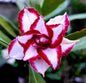 Adenium Ferrari Flame – Double Layer Red-White Grafted Desert Rose | Premium Hybrid Adenium Plant