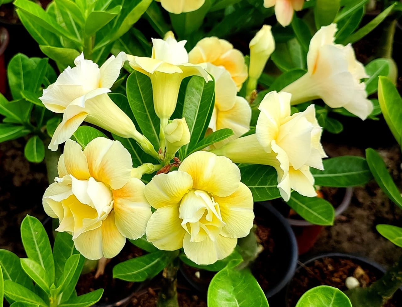 Adenium Caramel – Double Yellow Grafted Desert Rose | Rare Hybrid Adenium Plant with Creamy Yellow Blooms